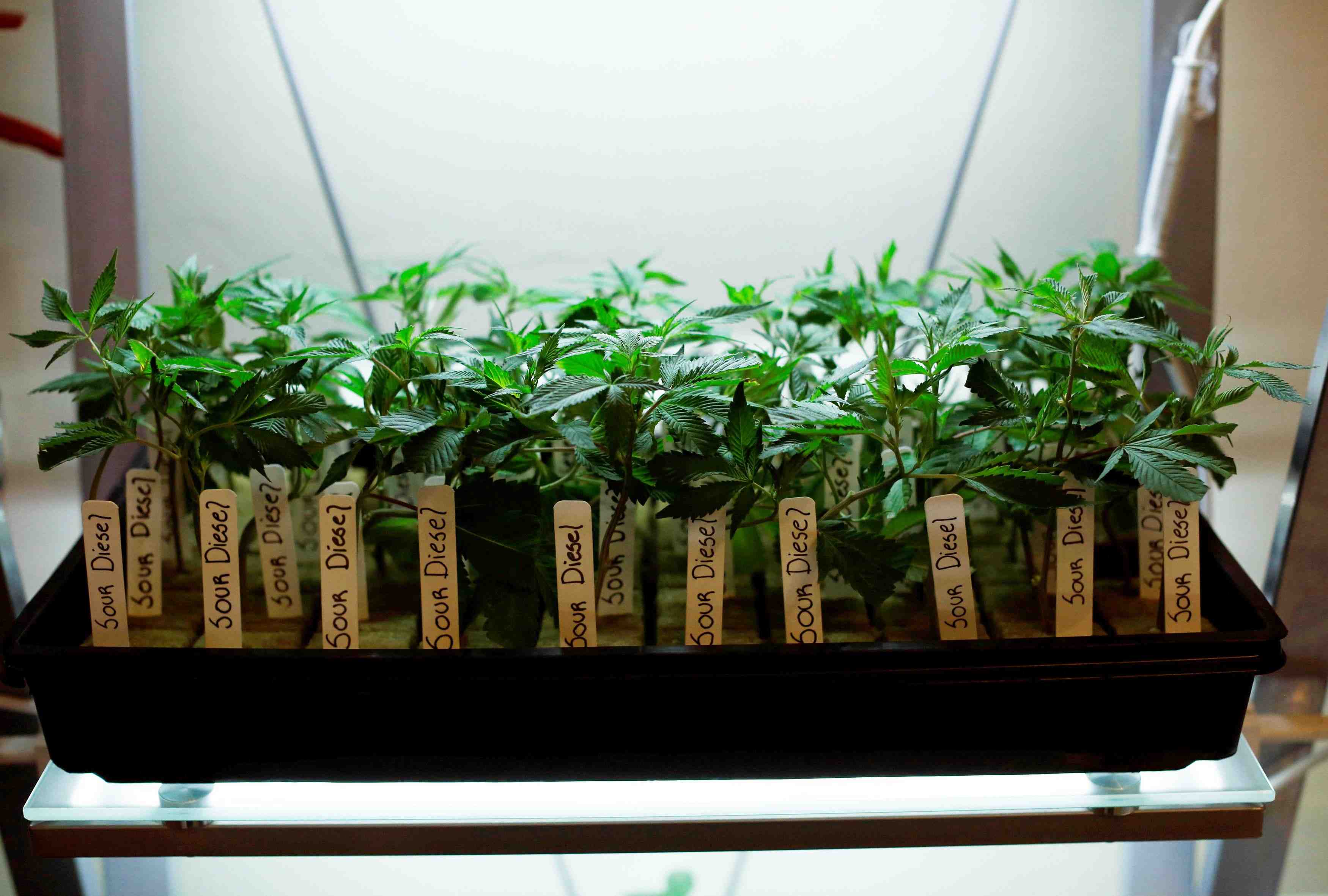 La californie a approuve l'usage recreatif de la marijuana
