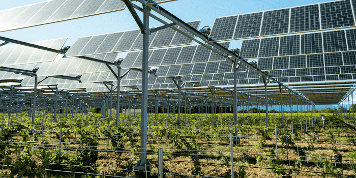 Agrivoltaïsme vignes