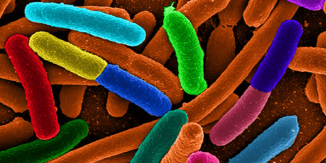 Le dispositif médical contre la maladie d'Alzheimer que développe REGEnLIFE a un effet sur le microbiote