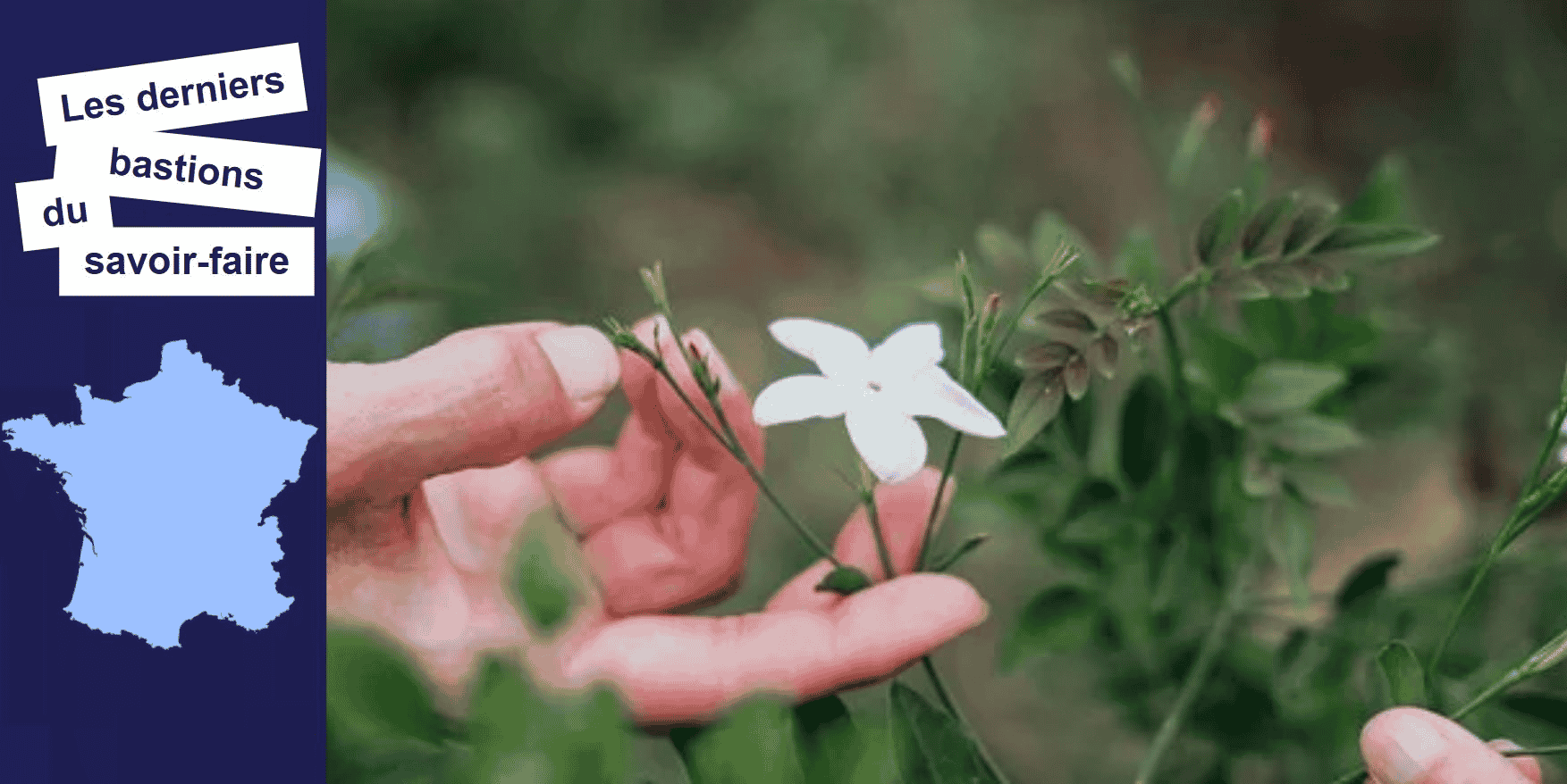L'association Fleurs d'Exception du Pays de Grasse veut redonner vie à la filière et sortir de l'oubli ces fleurs mythiques.