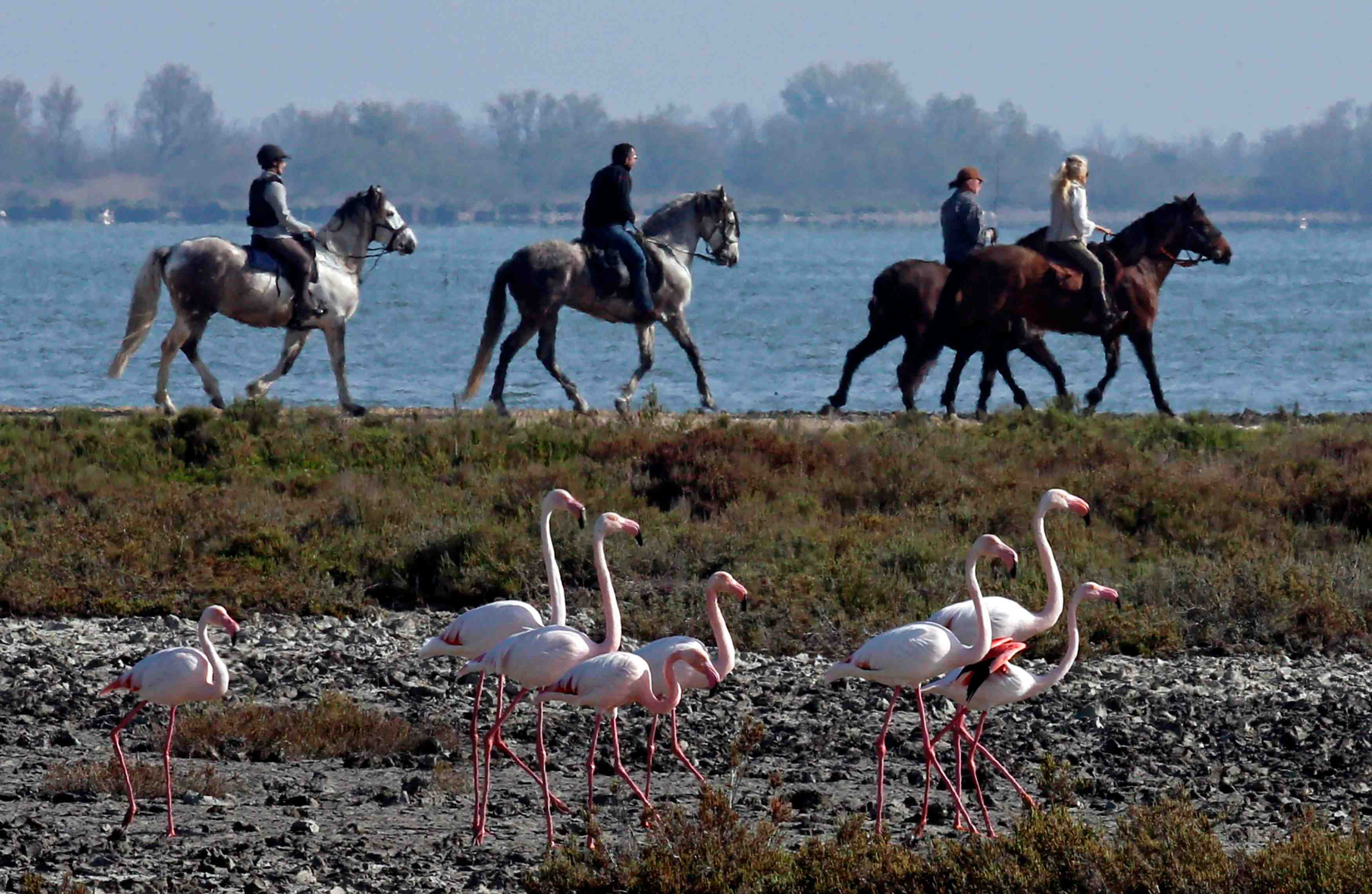 Les camarguais, premiers refugies climatiques de france ?