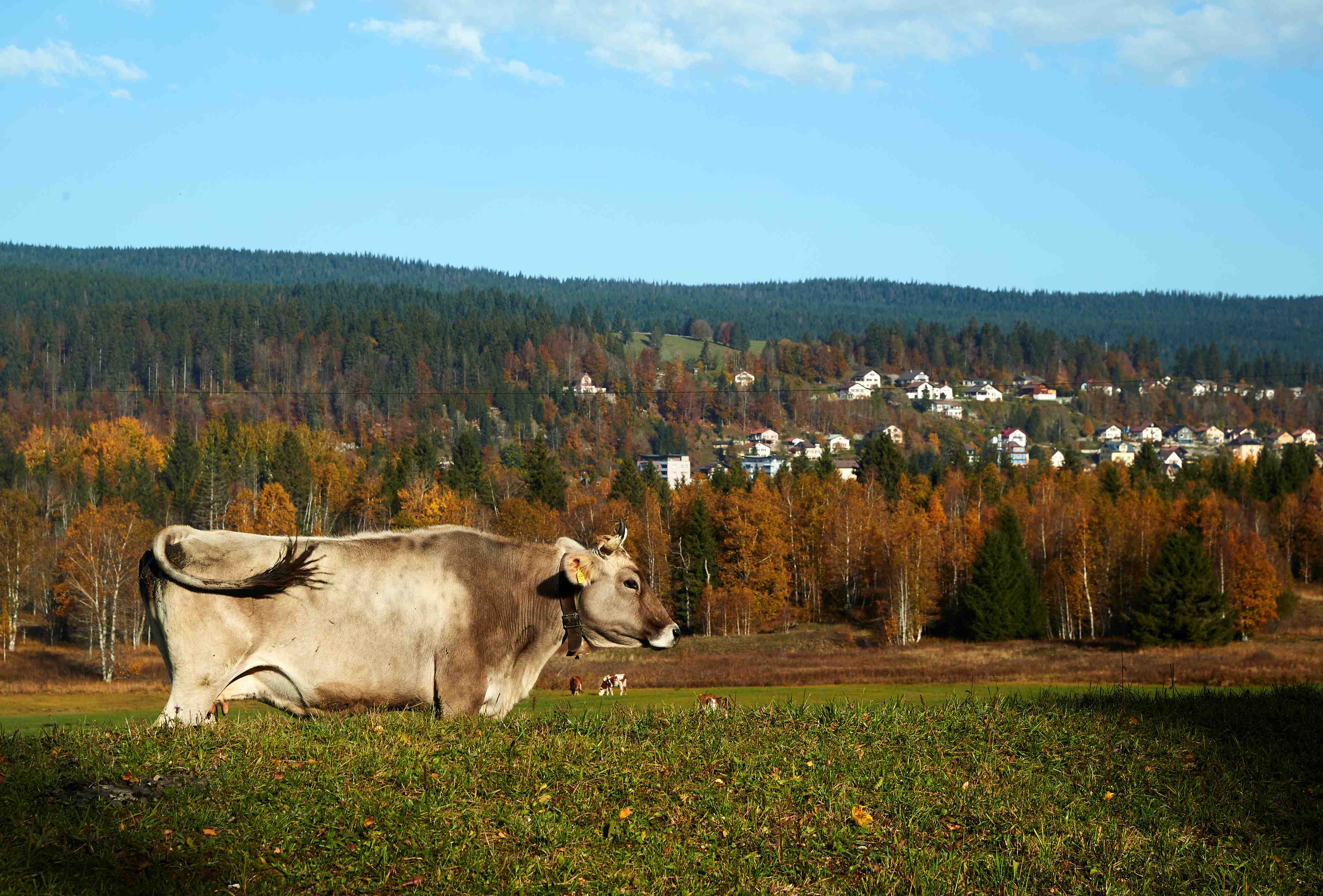 Un cas d'esb atypique detecte en suisse