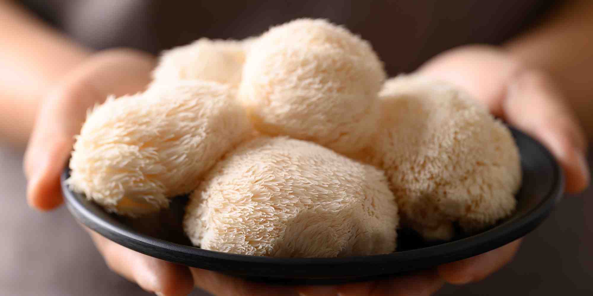 Les Cafés Bibal travaillent depuis plusieurs mois sur une nouvelle gamme de café enrichie aux extraits de Crinière de Lion, un champignon adaptogène utilisé dans la médecine chinoise ancestrale.