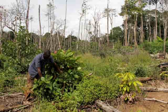 deforestation forêt Côte d'Ivoire Cacao