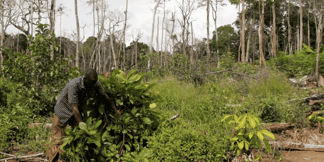 deforestation forêt Côte d'Ivoire Cacao