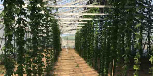 Les 450 m2 de plantation de houblon sous serre exploités par la famille Fabre