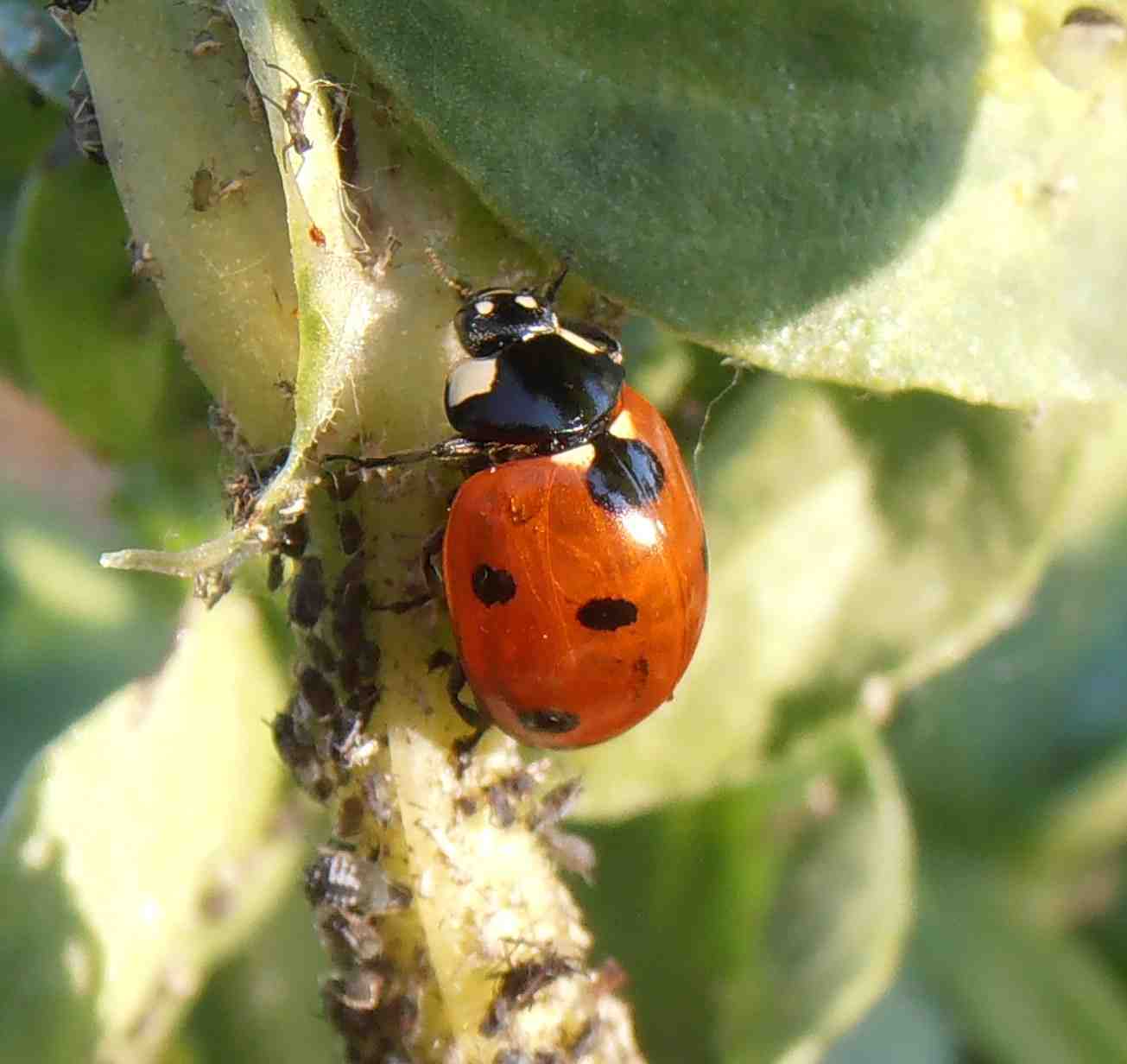 insectosphère