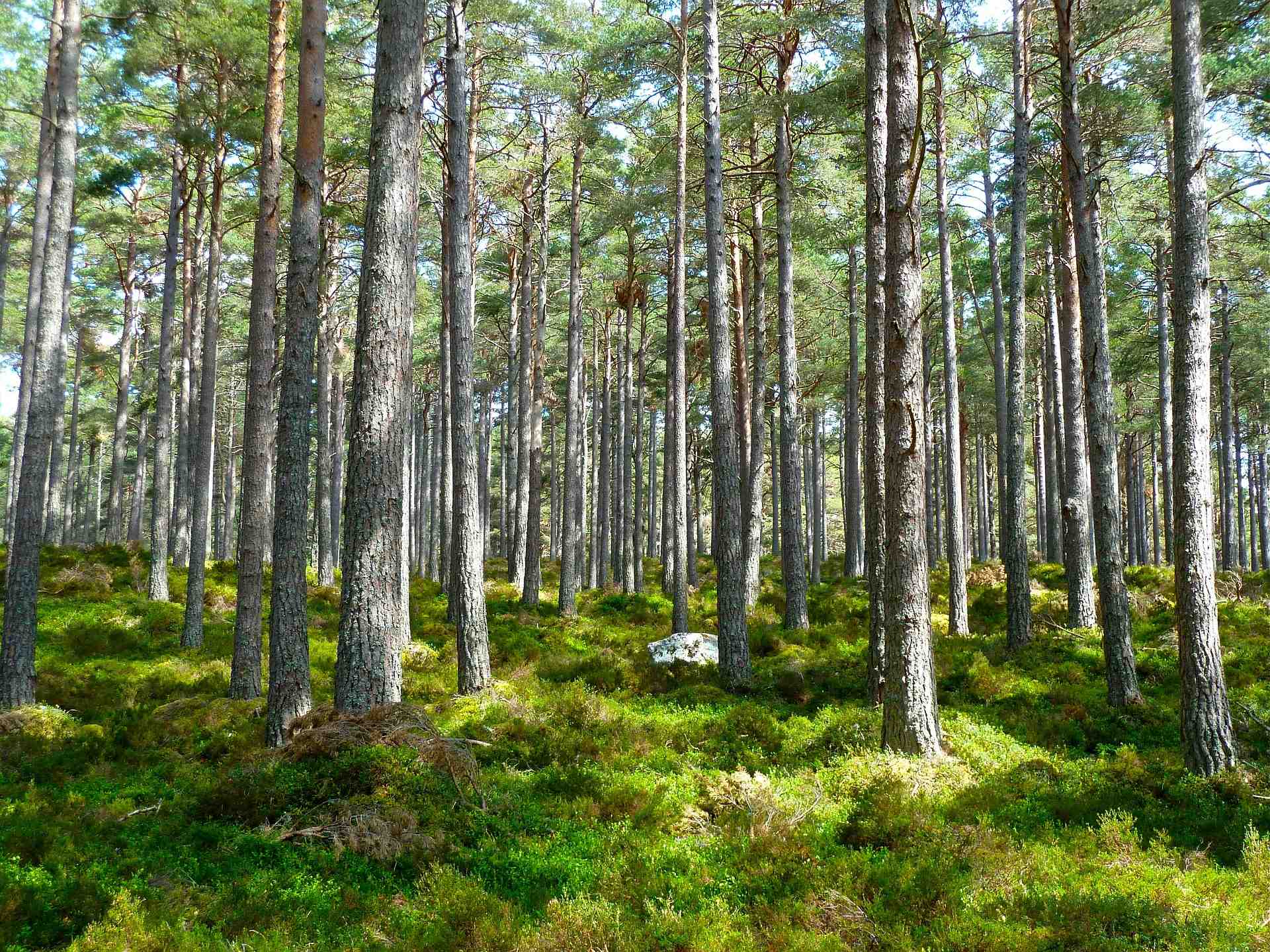Forêt arbres