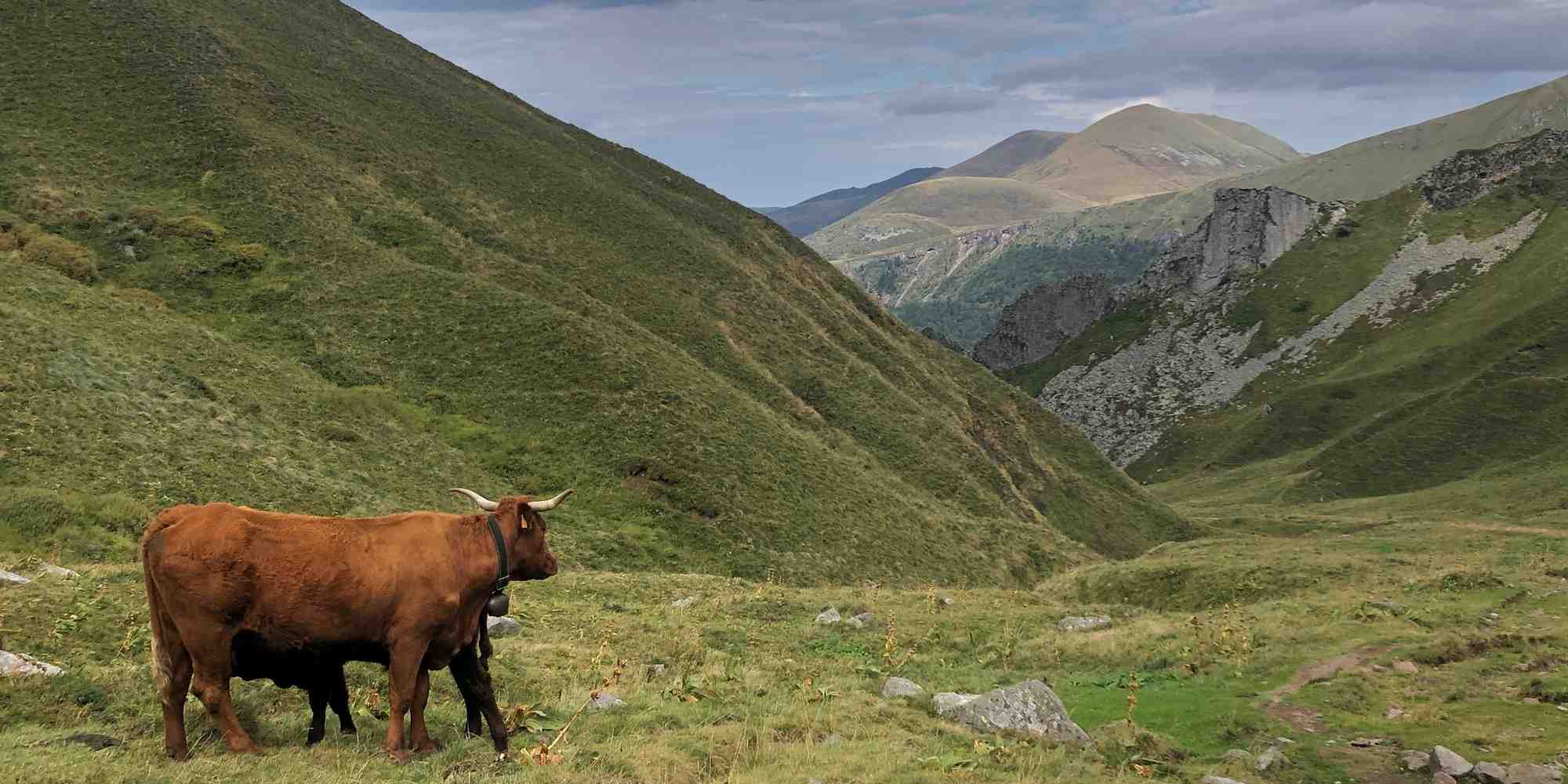 Sur les quatre départements auvergnats, 200.000 hectares de surface pastorale ont été recensés, soit en moyenne 36% de la surface agricole utile.