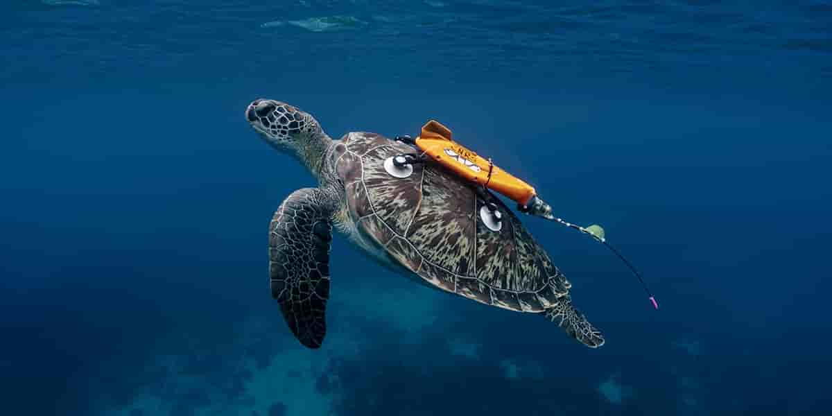 Des caméras embarquées sont installées sur les carapaces des tortues en Guadeloupe.