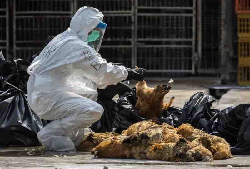 Nouveau décès dû à la grippe aviaire H7N9 à Hong Kong