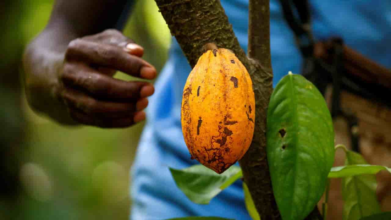 Les cours dépendant en grande partie de la production de la Côte d'Ivoire et du Ghana.