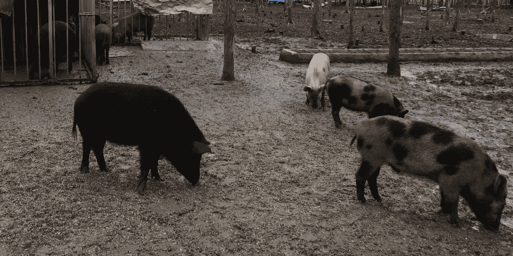 Elevage de cochons en Chine
