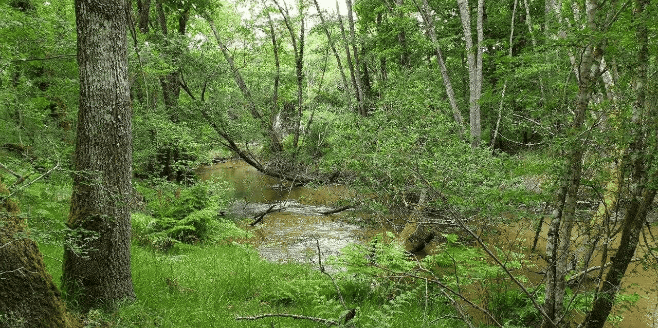 La rivière Ciron s'écoule sur 90 kilomètres au cœur de la forêt des Landes de Gascogne.