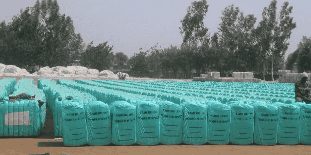 cameroun coton