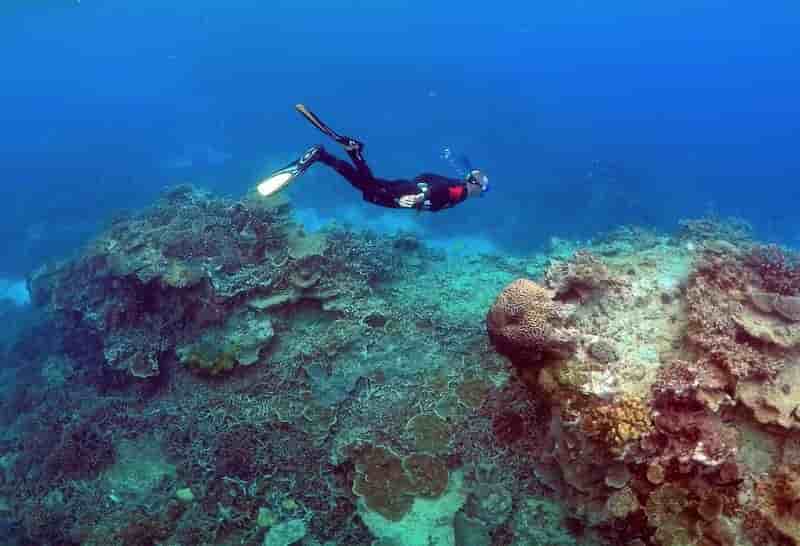 L'australie doit proteger davantage ses recifs coralliens, d'apres l'unesco