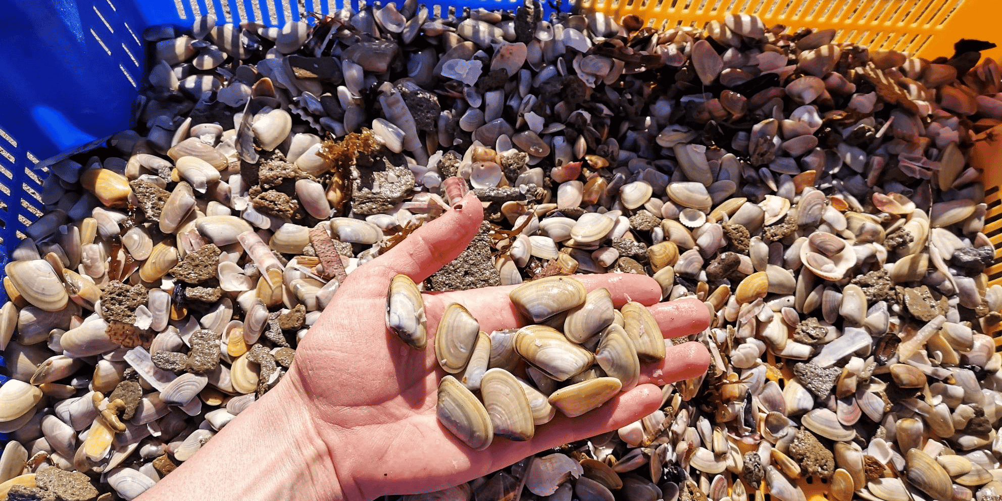 Les facteurs environnementaux, notamment le changement climatique, pourraient bien expliquer la chute de la pêche à la telline en Méditerranée.