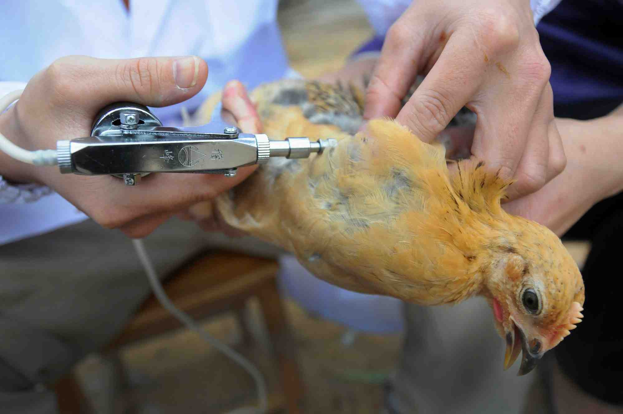 Le personnel du centre de prévention et de contrôle des maladies animales injecte le vaccin contre la grippe aviaire à des poulets en Chine.