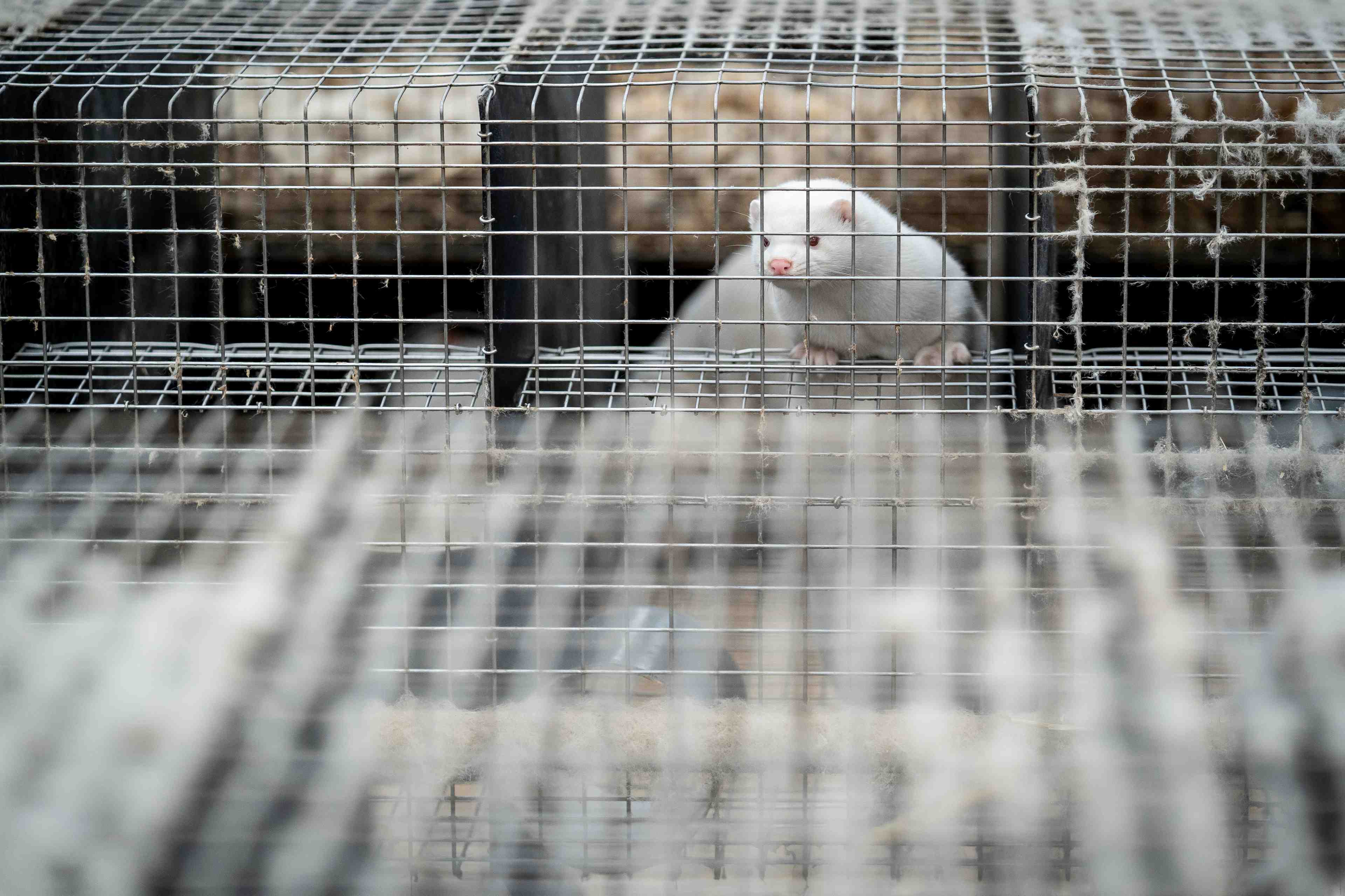 Un elevage de visons contamine par le coronavirus en france