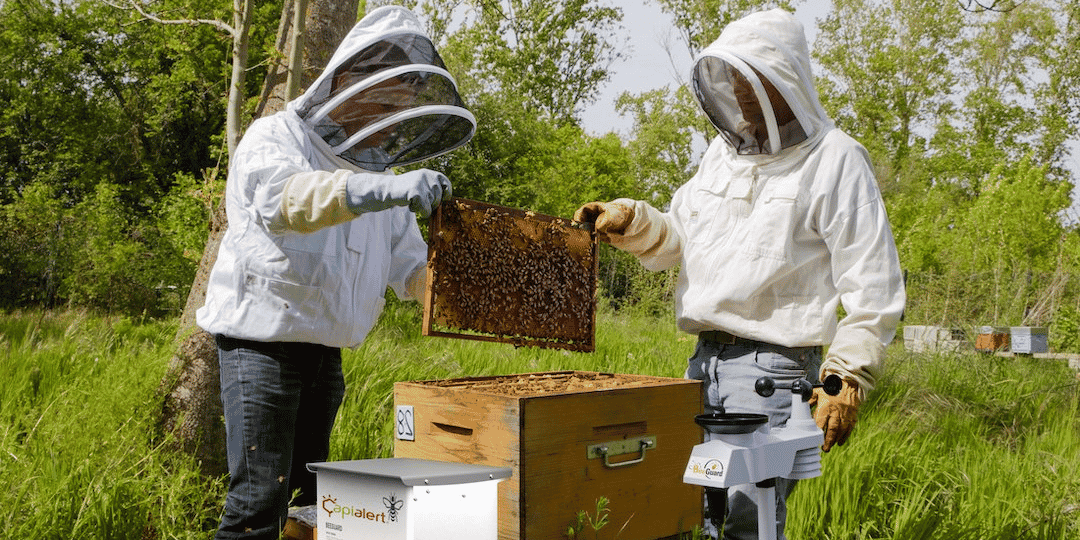 beeguard