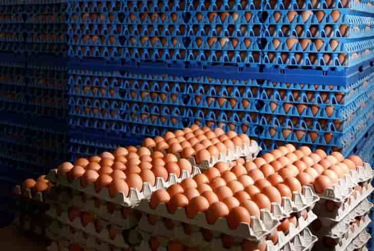 Les cas de salmonellose dans l'ue ne diminuent plus