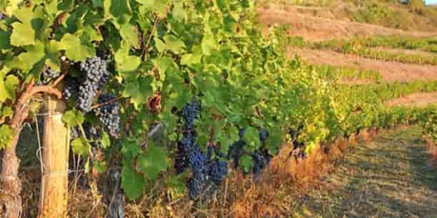 VIGNES