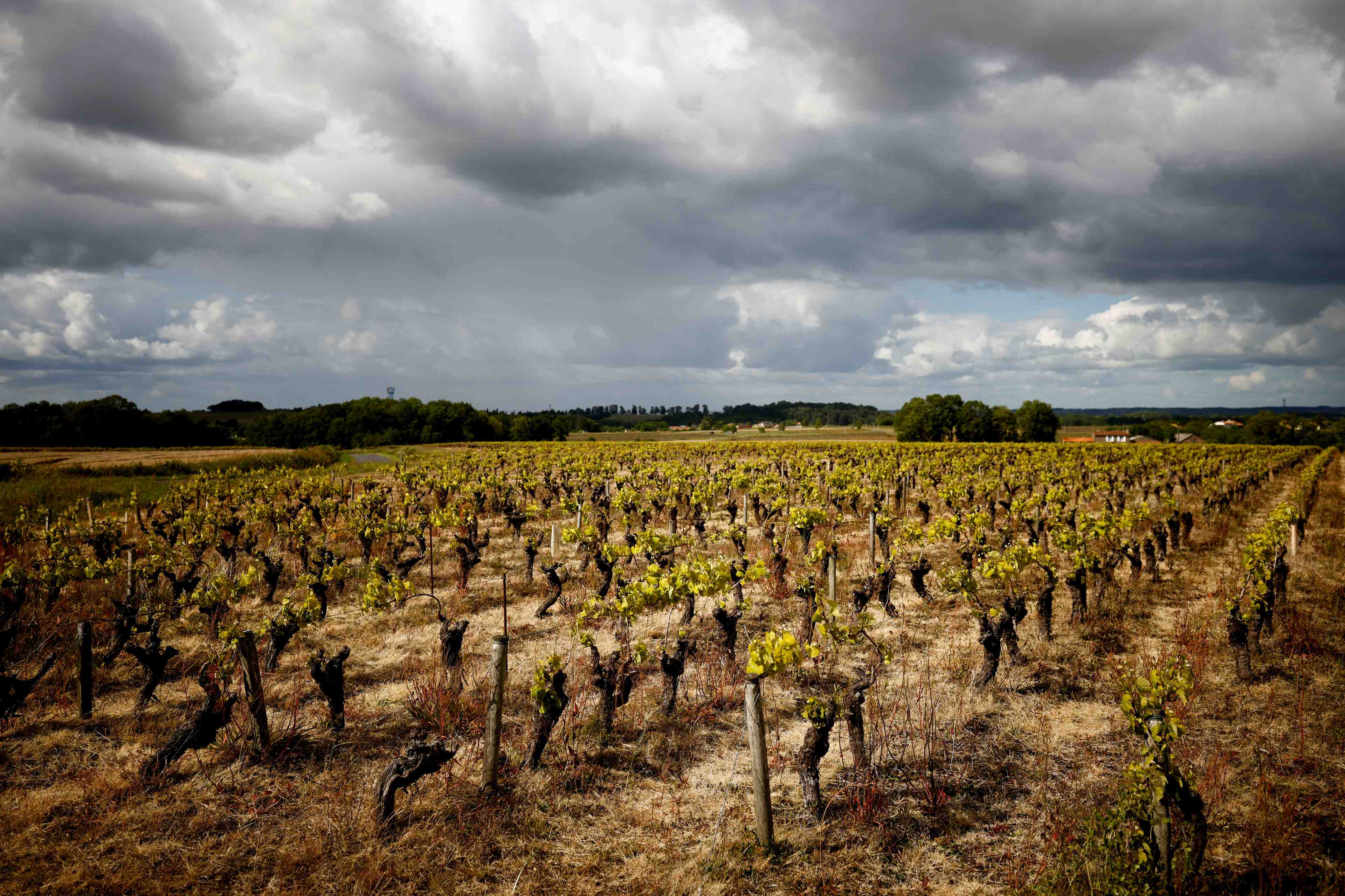 Baisse historique attendue de la production viticole cette annee