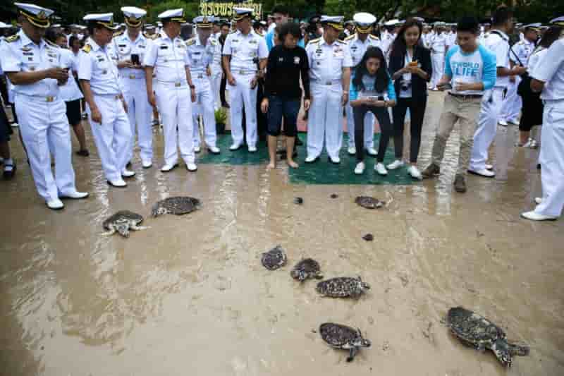Tortues a la mer pour l'anniversaire du roi de thailande