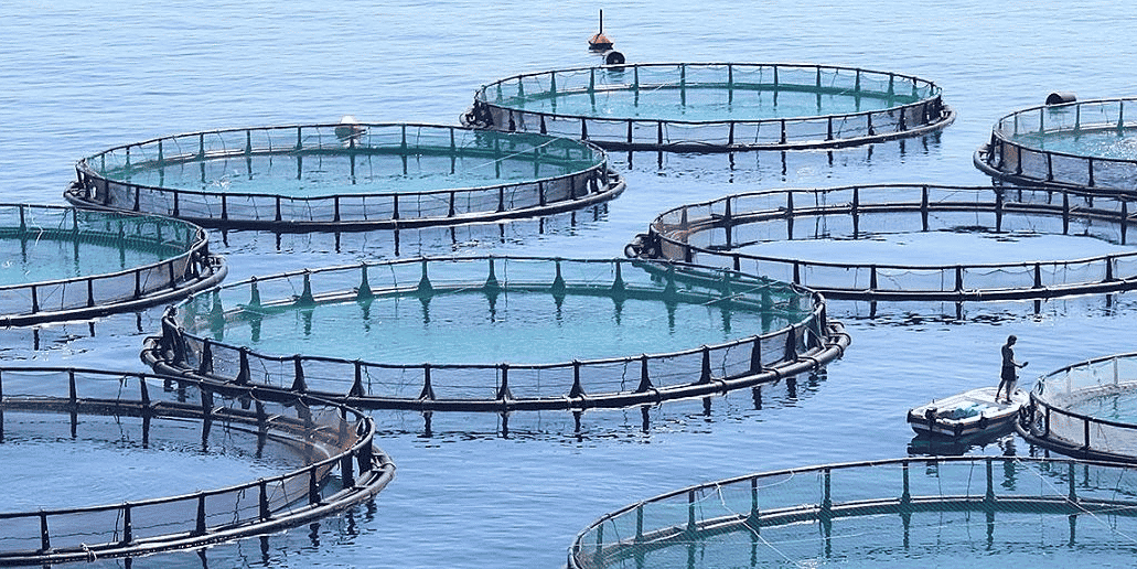 aquaculture