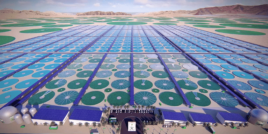 projet de ferme industrielle de production de micro-algues en Arabie Saoudite