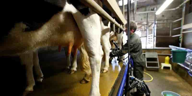 Le principal problème posé par la forte compétitivité du lait français est qu'elle met en lumière une distorsion de marché. La rentabilité de la filière s'appuie notamment sur la faiblesse des prix payés aux agriculteurs par les trois plus grands acteurs, ce qui remet sérieusement en question la durabilité du modèle.