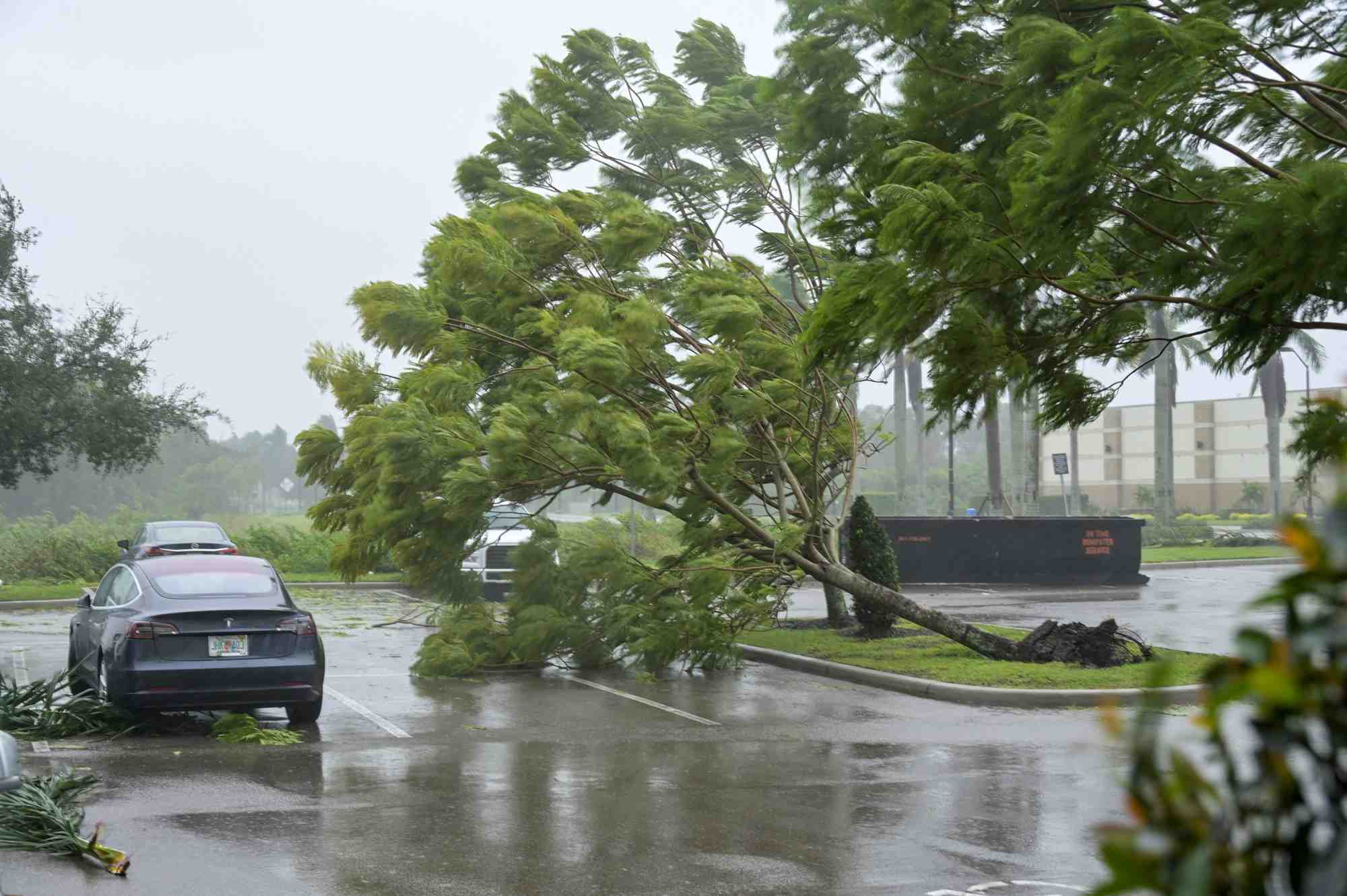 Les rafales de l'ouragan ian abattent de petits arbres et des feuilles de palmier en floride