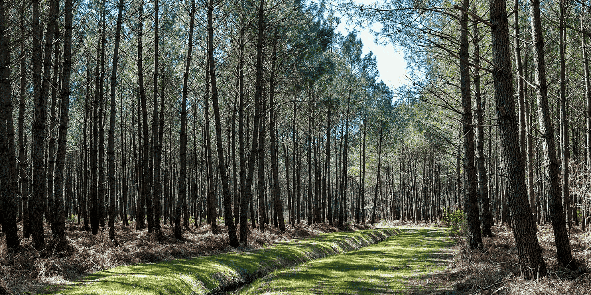 Forêt Médoc