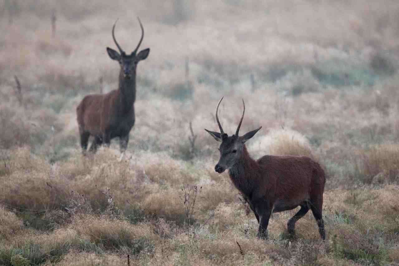 Il est primordial d’établir des objectifs solides couvrant l’état de la biodiversité et ses facteurs d’érosion et d’y adosser des métriques pertinentes pour en mesurer l’atteinte.