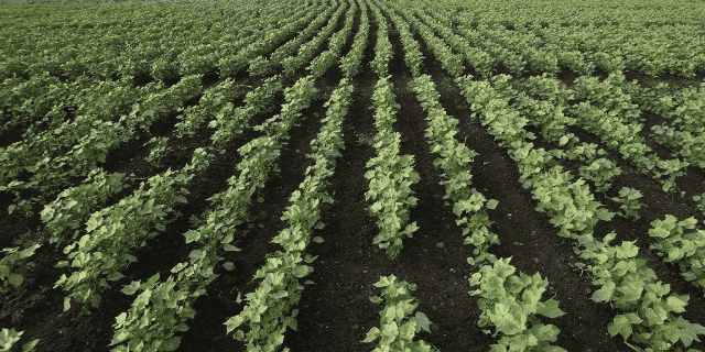 Coton bt agriculture OGM