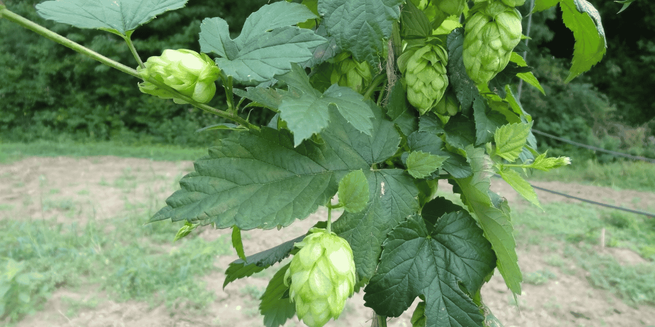 houblon
