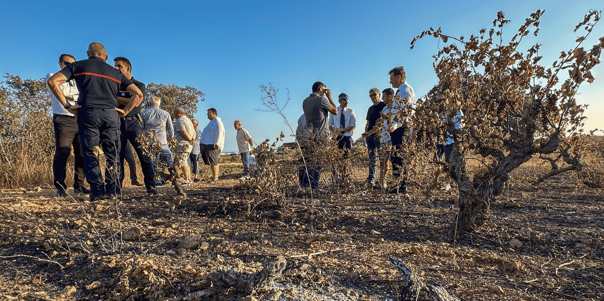 L'incendie survenu dans le massif de la Gardiole le 18 août dernier a ravagé quelque 350 hectares, dont 20 hectares de vignes dans l'appellation de Muscat de Frontignan.