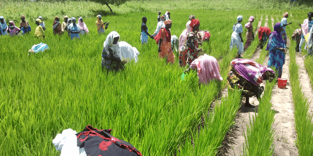 Sénégal agriculture femmes