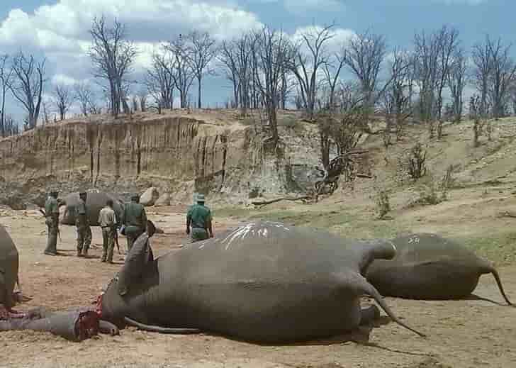 Massacre d'elephants dans un parc du zimbabwe