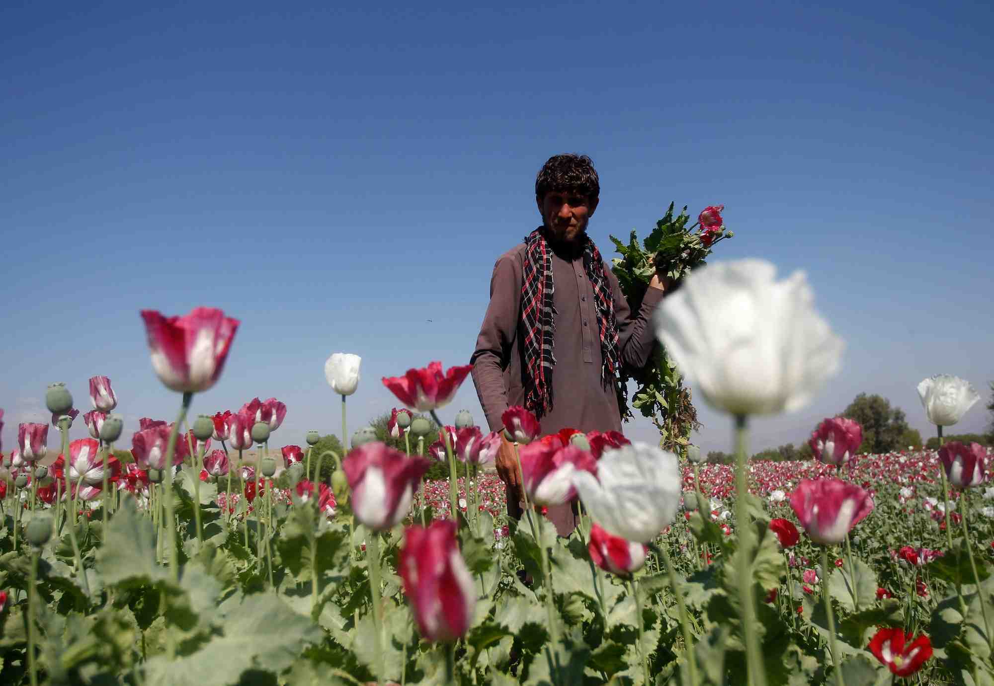 Les taliban interdisent la culture du pavot en afghanistan