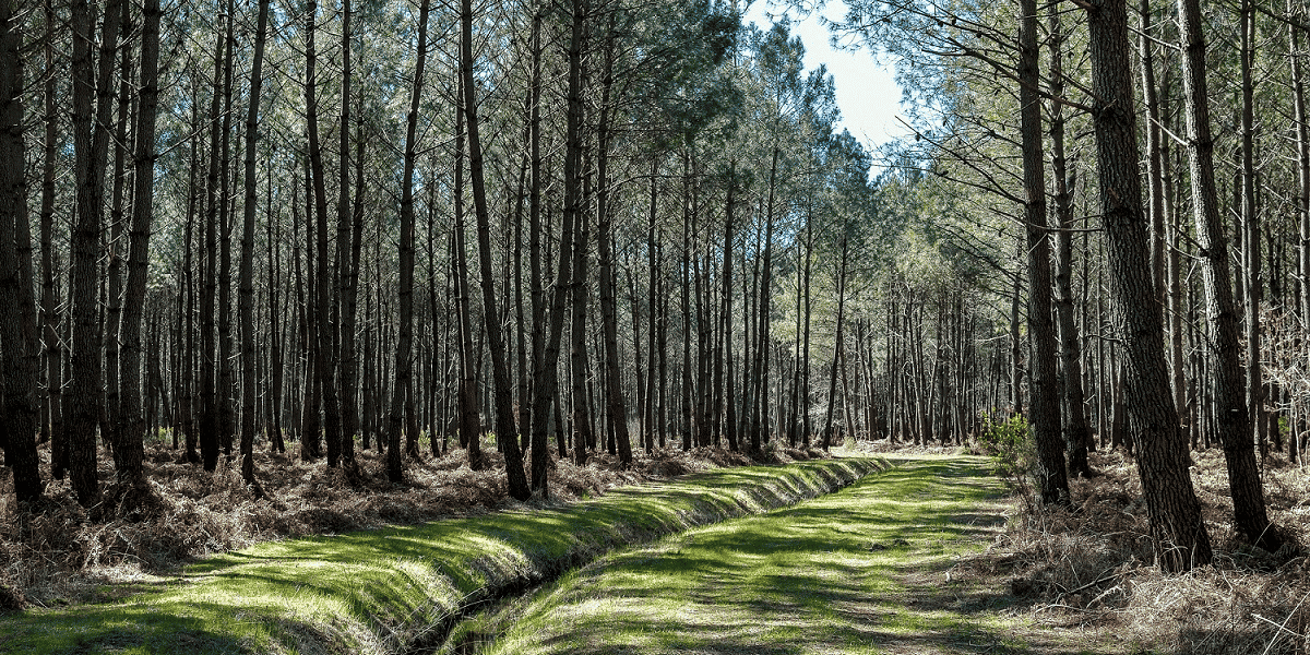 Forêt Médoc