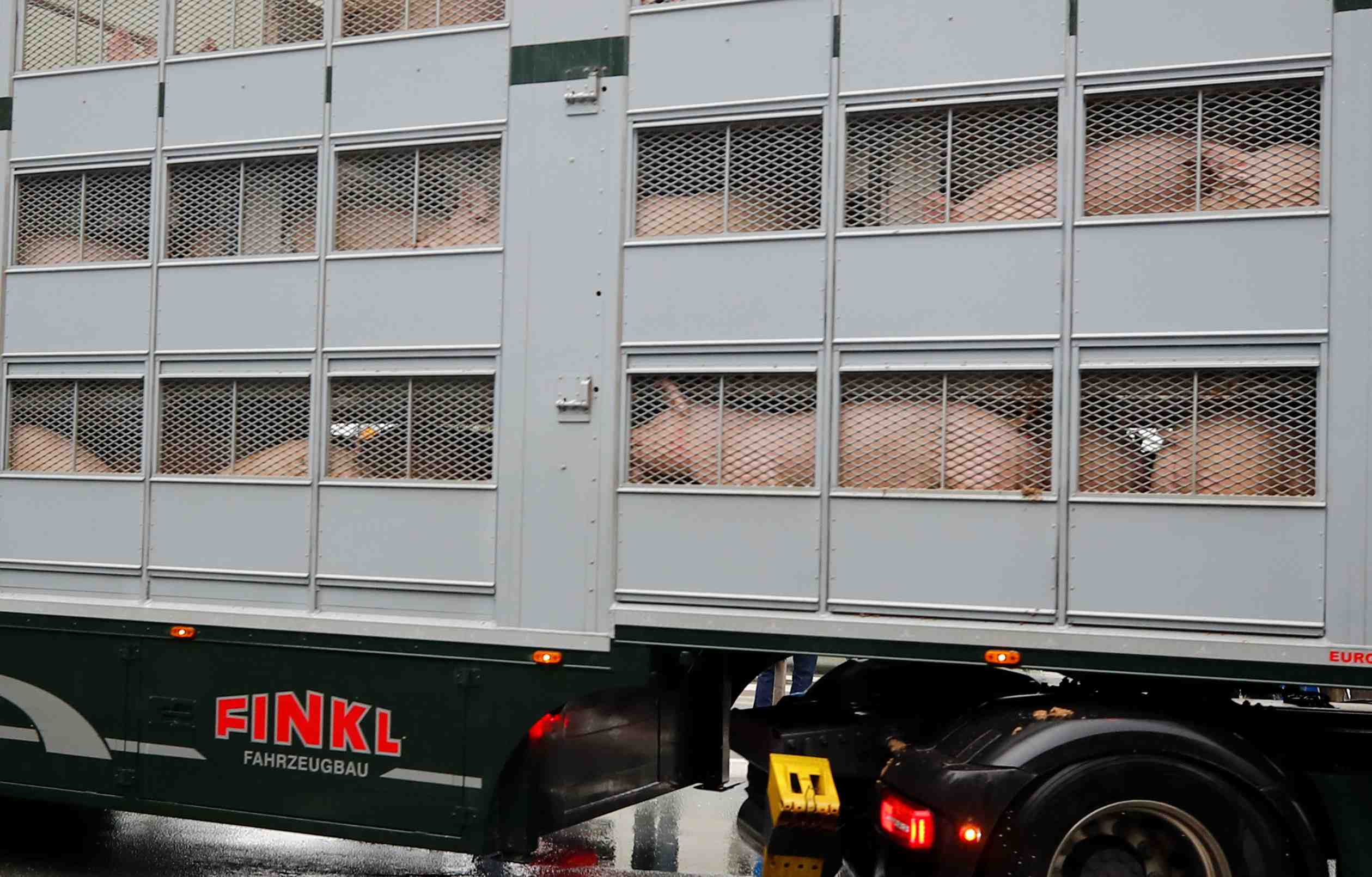 Peste porcine: interruption des exportations de viande de porc allemande vers la chine
