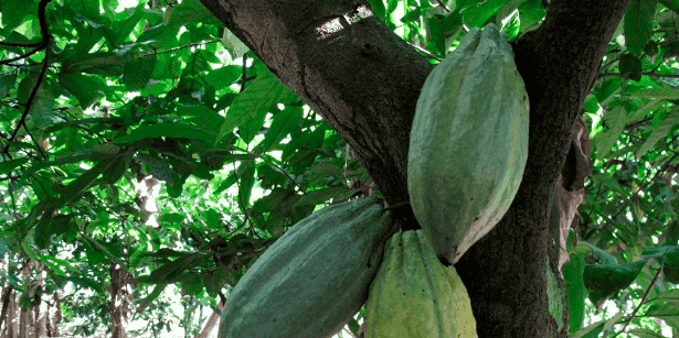 cacao cacaoyer