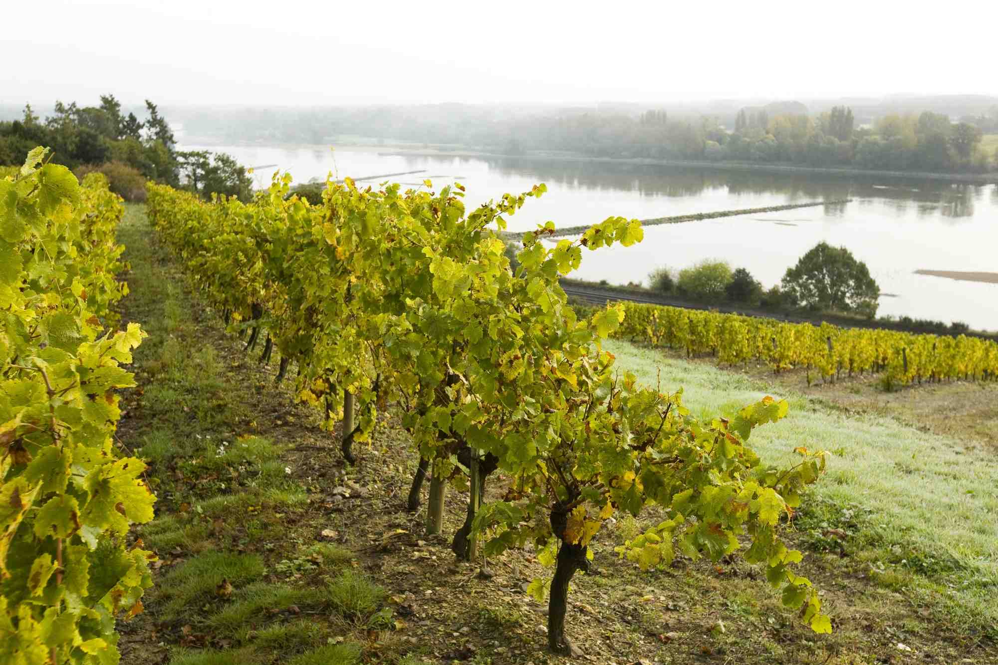 vignoble loire