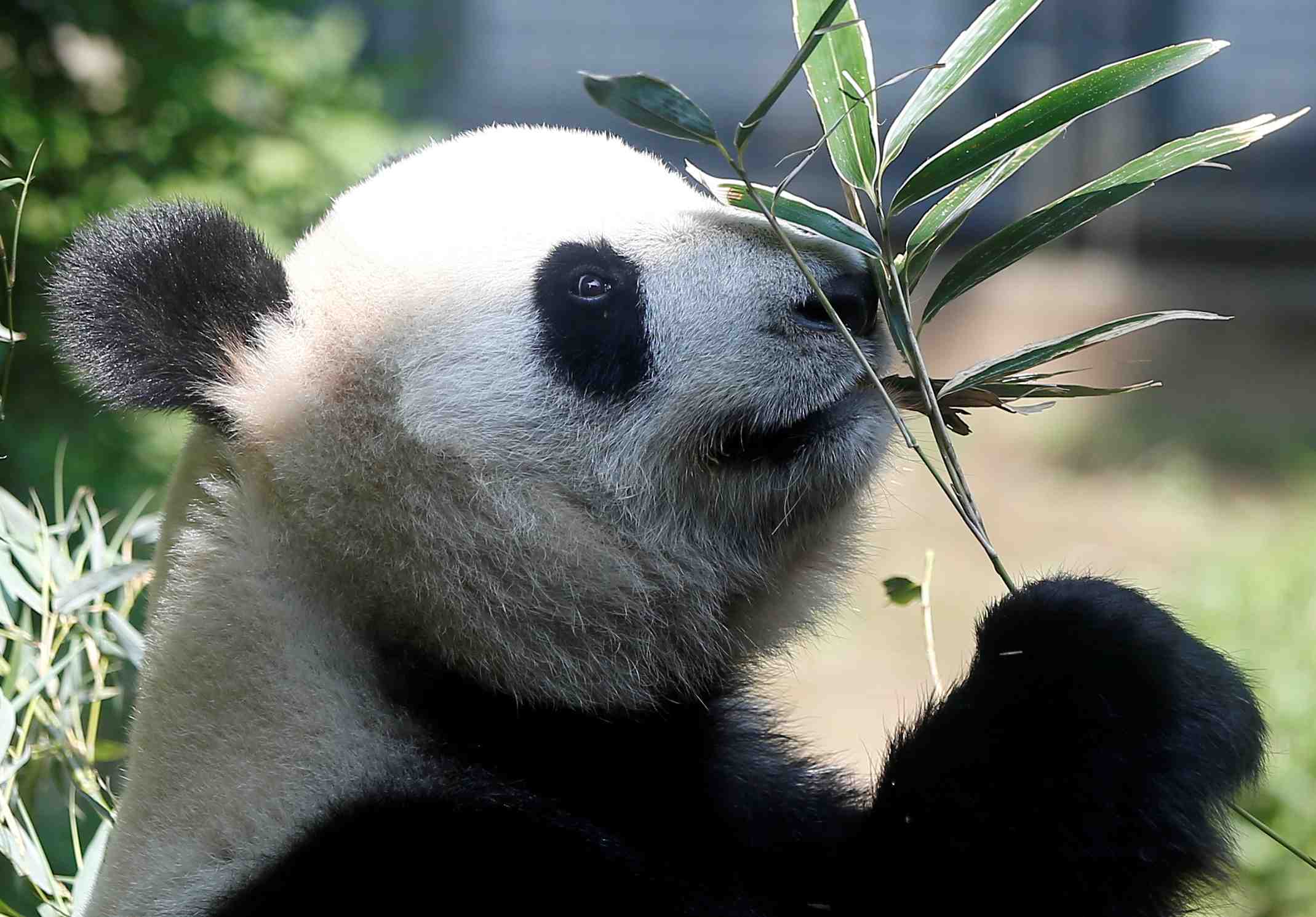 Japon : naissance de pandas jumeaux au zoo d'ueno a tokyo