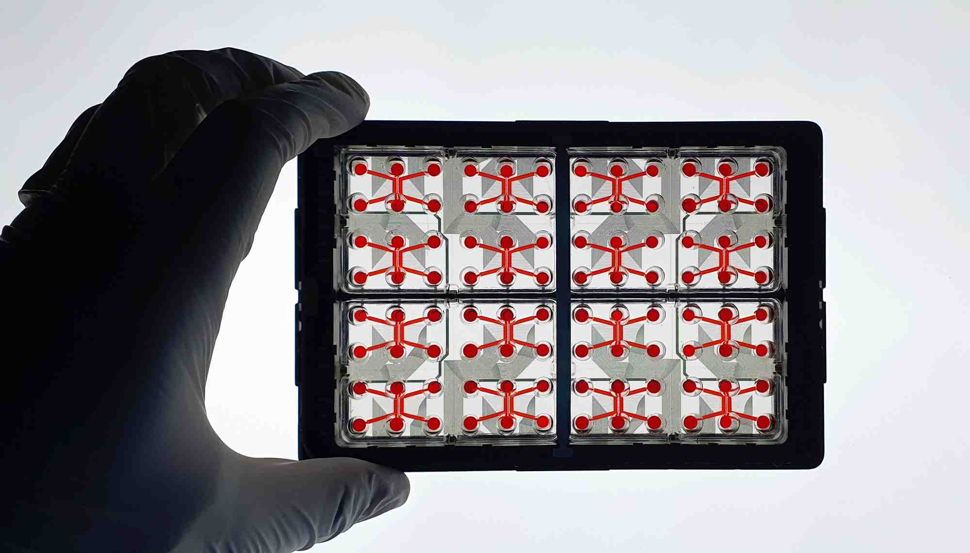 La biotech lyonnaise Netri prévoit de produire 1.000 nouveaux dispositifs (ces "organes sur puces") par mois dans ses nouveaux laboratoires industriels situés dans le biodistrict de Gerland.