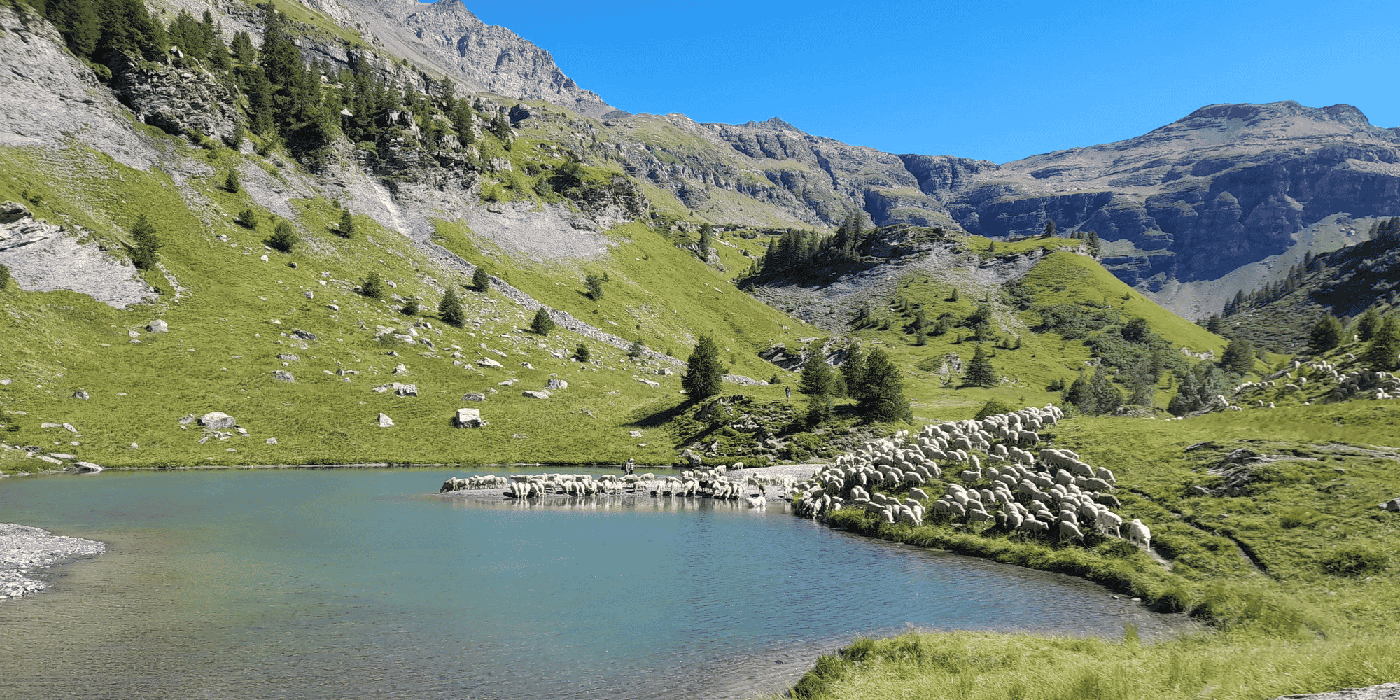 Le parc national des Ecrins, qui compte environ 120.000 ovins et 6.000 bovins, fait face à de fortes variabilités et recherchait des outils pour mieux appréhender son exposition aux risques climatiques.