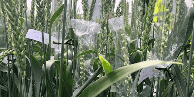 Limagrain sort, chaque année, 250 à 300 nouvelles variétés, notamment des blés pouvant s'adapter aux nouvelles maladies ou avec des caractéristiques spécifiques.