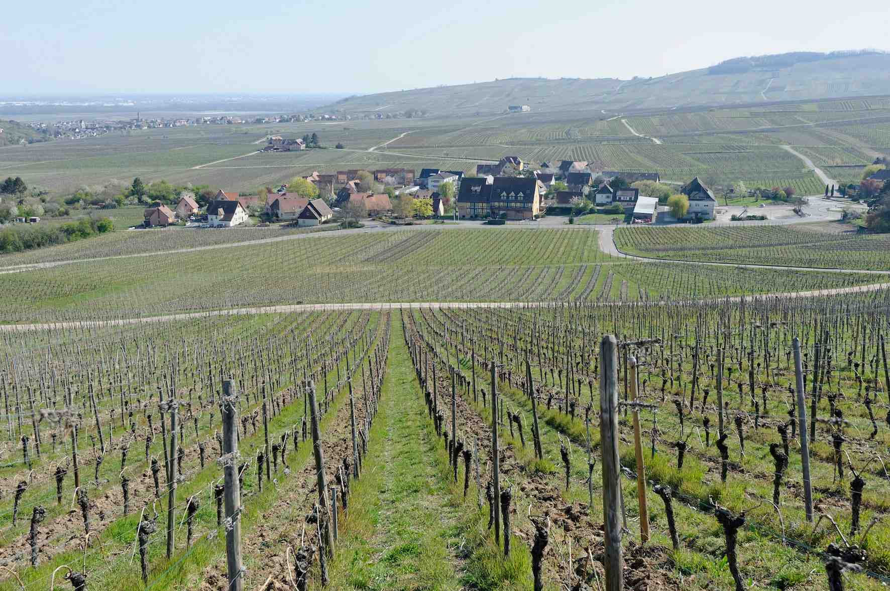 Les vignes du grand cru Schoenenbourg è Riquewihr (Haut-Rhin).