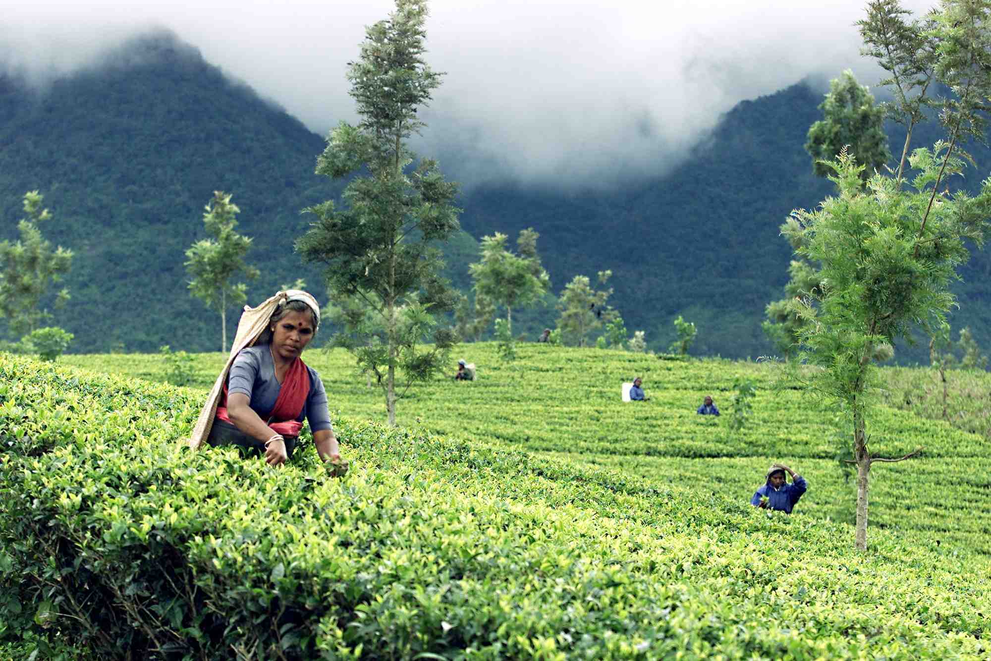 Sri Lanka, plantation de thé